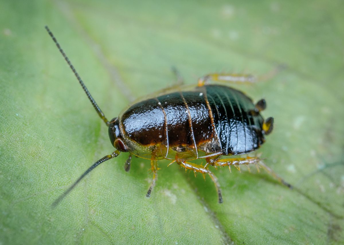 Cockroach close-up