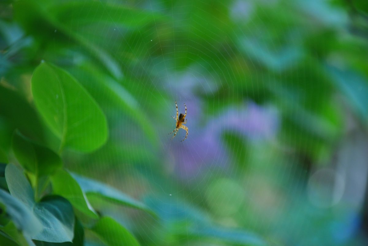 Black widow spider close-up