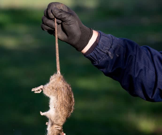 Rodent removed during a Global Rodent & Pest service call in Ventura County